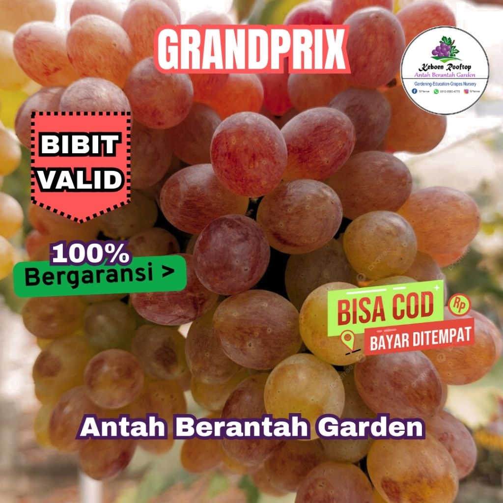 

Bibit Anggur GrandPrix Buah manis wangi Valid | Antah Berantah Garden