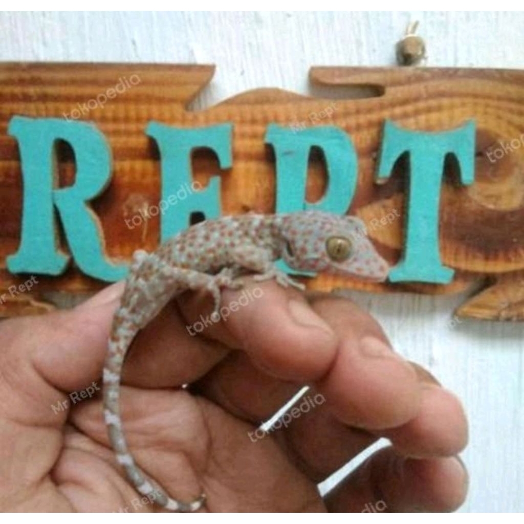 Gecko Gecko Baby