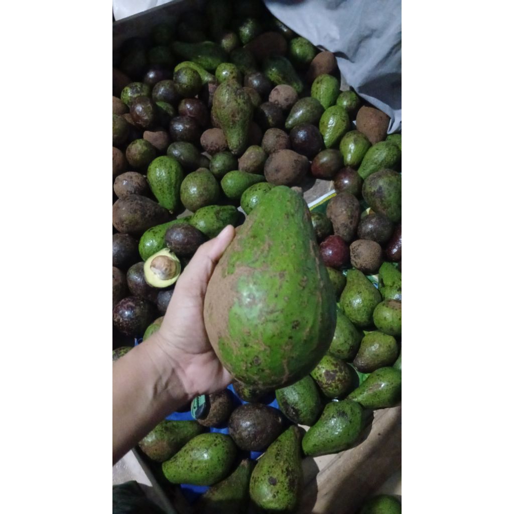 

alpukat biasa