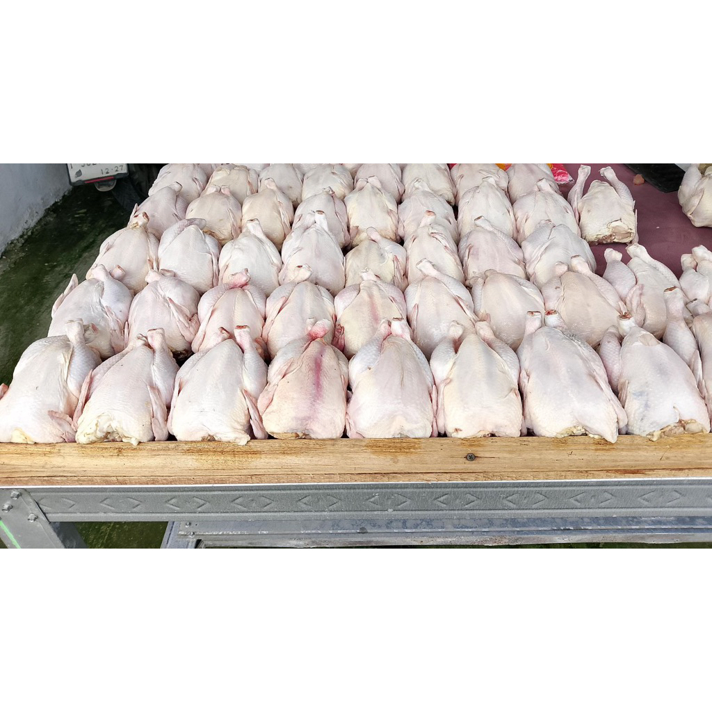 

Ayam potong perekor