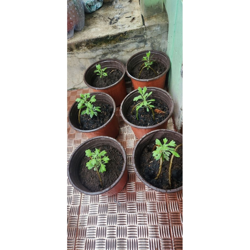 Ay00 Benih Bibit Tanaman Puyong Suci / Puyung Pu Rong FuRong Ju Pohon Rezeki Menetralisir Energi