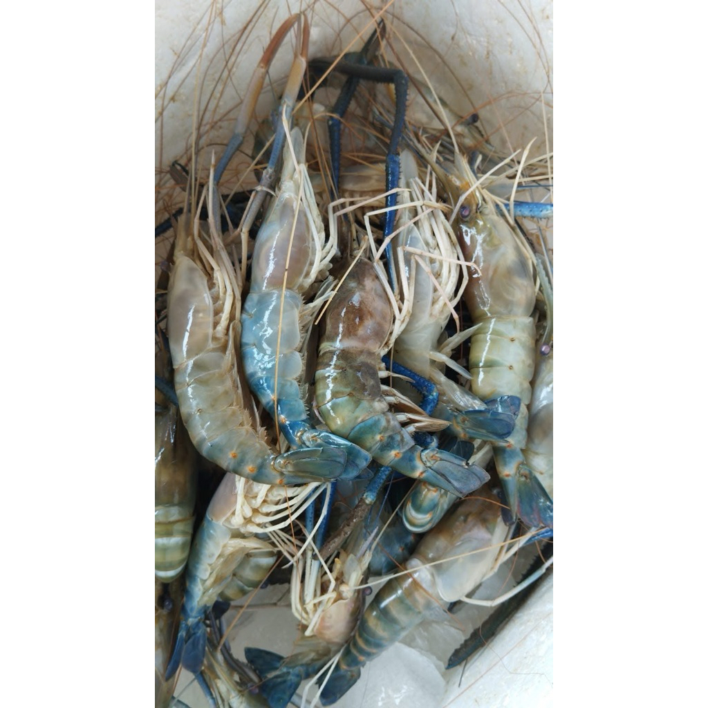 

Udang Galah besar sz 5-10