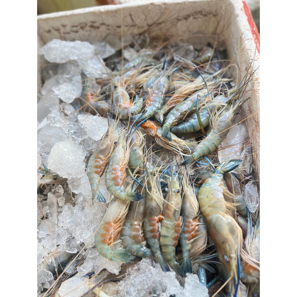 

Udang Galah sz sedang 25-30