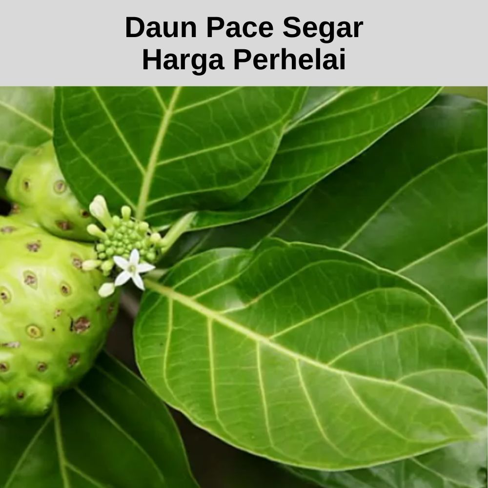 

Daun Pace Segar Di Petik Langsung Harga Perhelai
