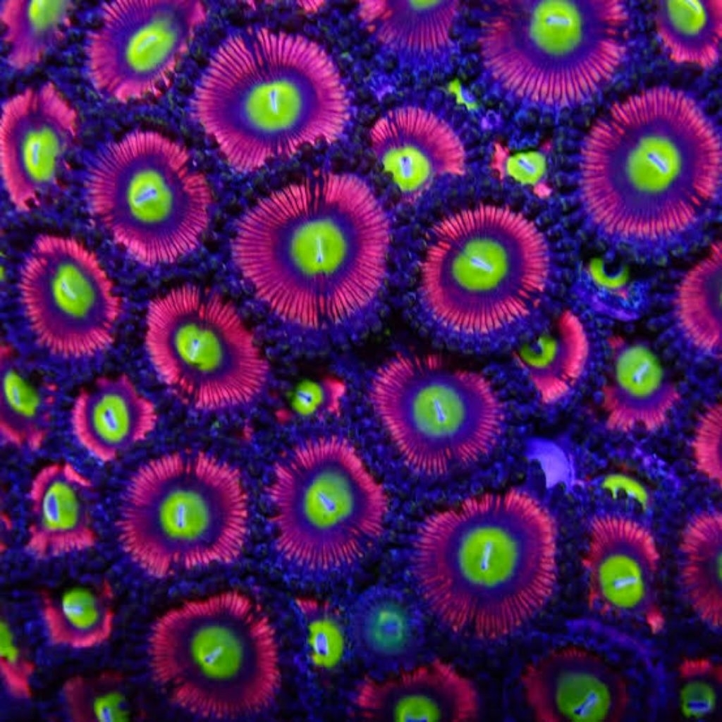 Zoa Pink Hippo / Zoanthid koloni / Zoa koloni Pink