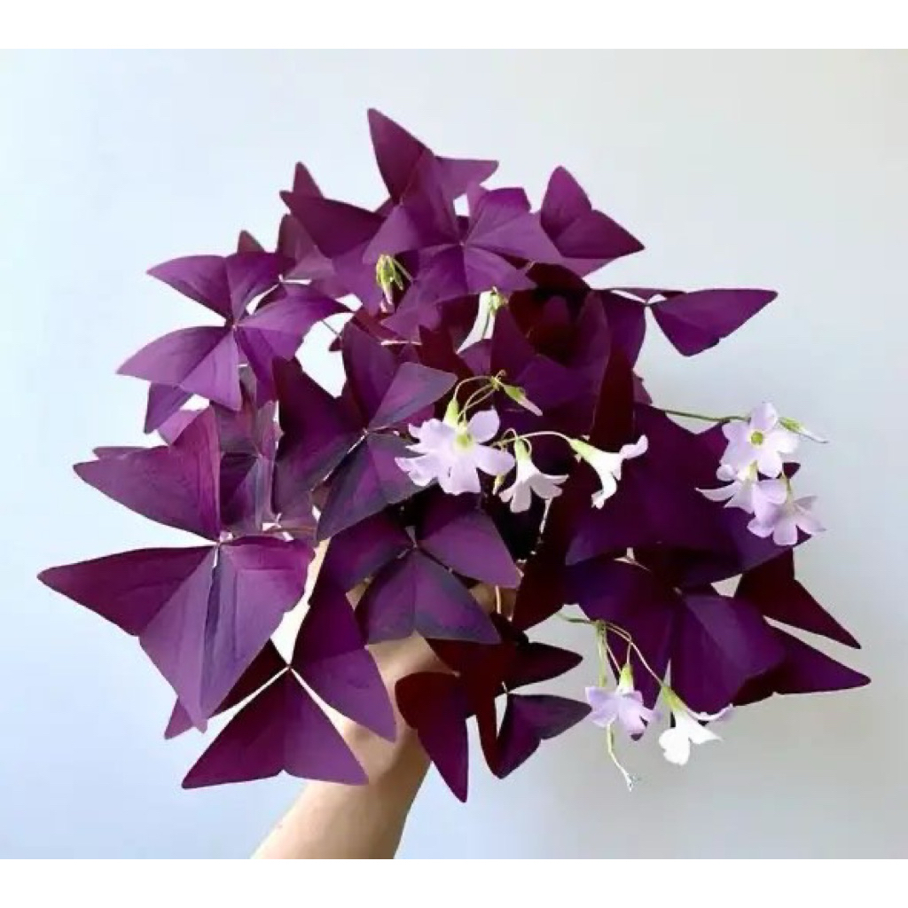 tanaman hias butterfly oxalis - butterfly oxalis - oxalis triangularis