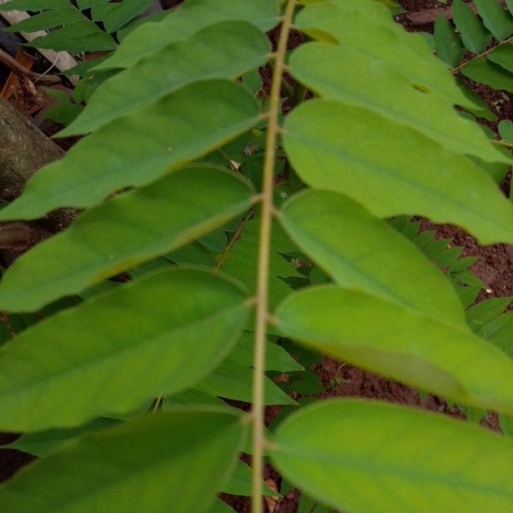 

Daun blimbing wuluh segar 250gram