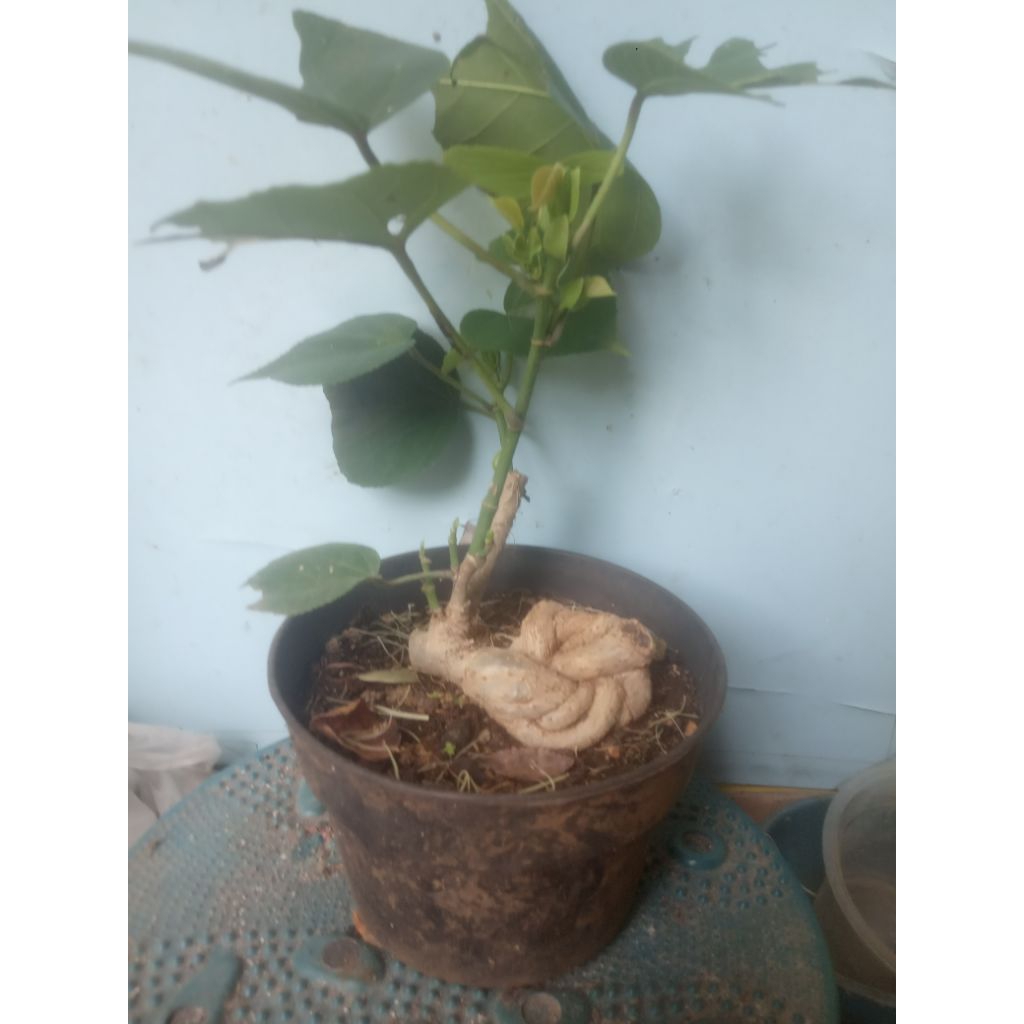 Bahan Bonsai Waru India Mame Extrem01