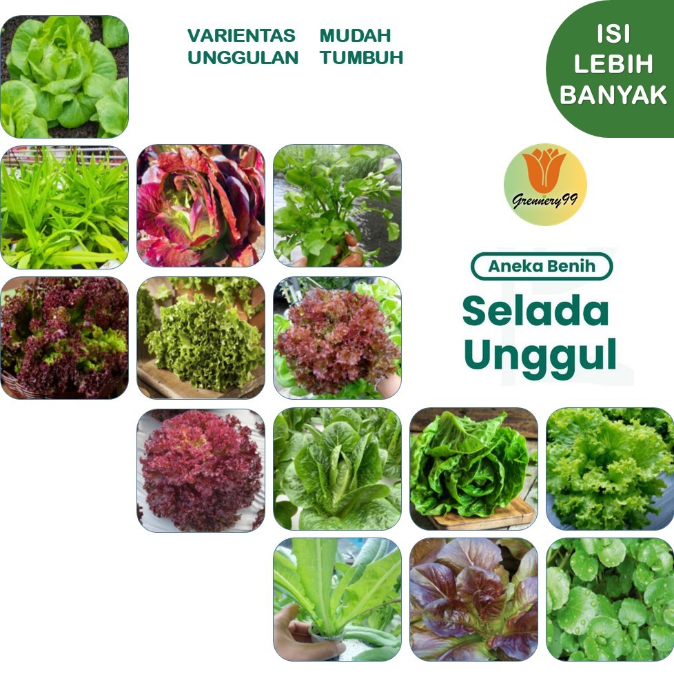 Benih Selada Tanaman Sayur Sayuran Hidroponik