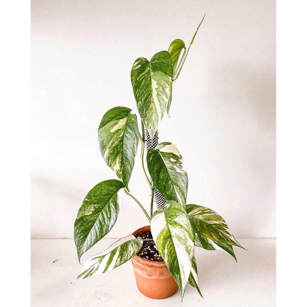 tanaman hias ekor naga variegata - epiprenum pinatum variegata