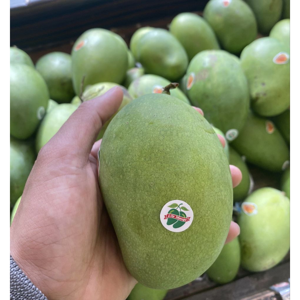 

Buah Mangga Lily Matang Pohon / Mangga Harumanis Lily / 1 Kg