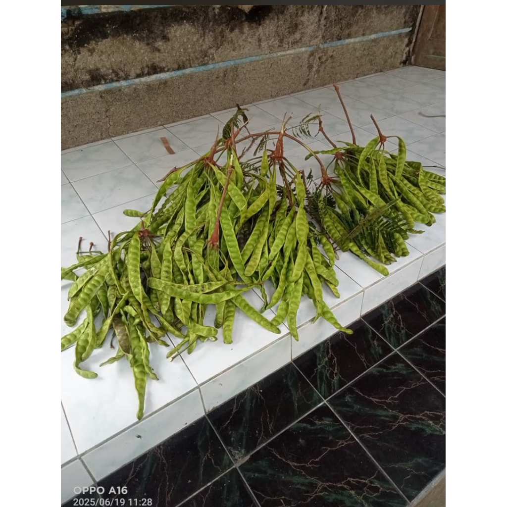 

Pete satu ikat isi 10 papan asli kebumen