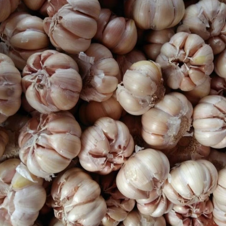 

Bawang putih kating / bulet