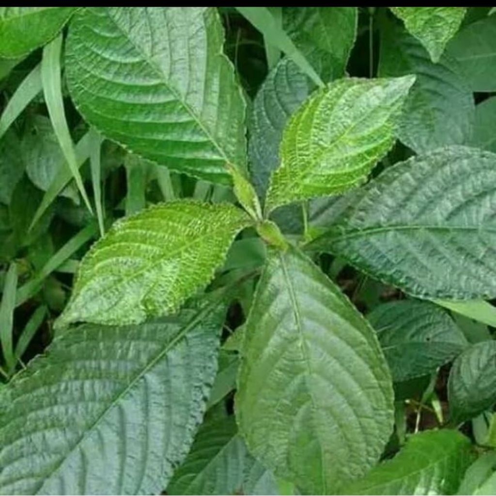 

250 gram daun keji beling/pecah beling segar asli herbal alami
