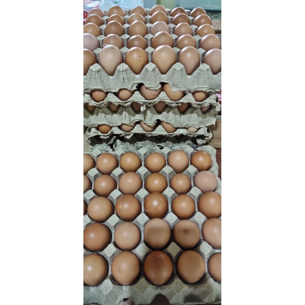 

telur 15 biji