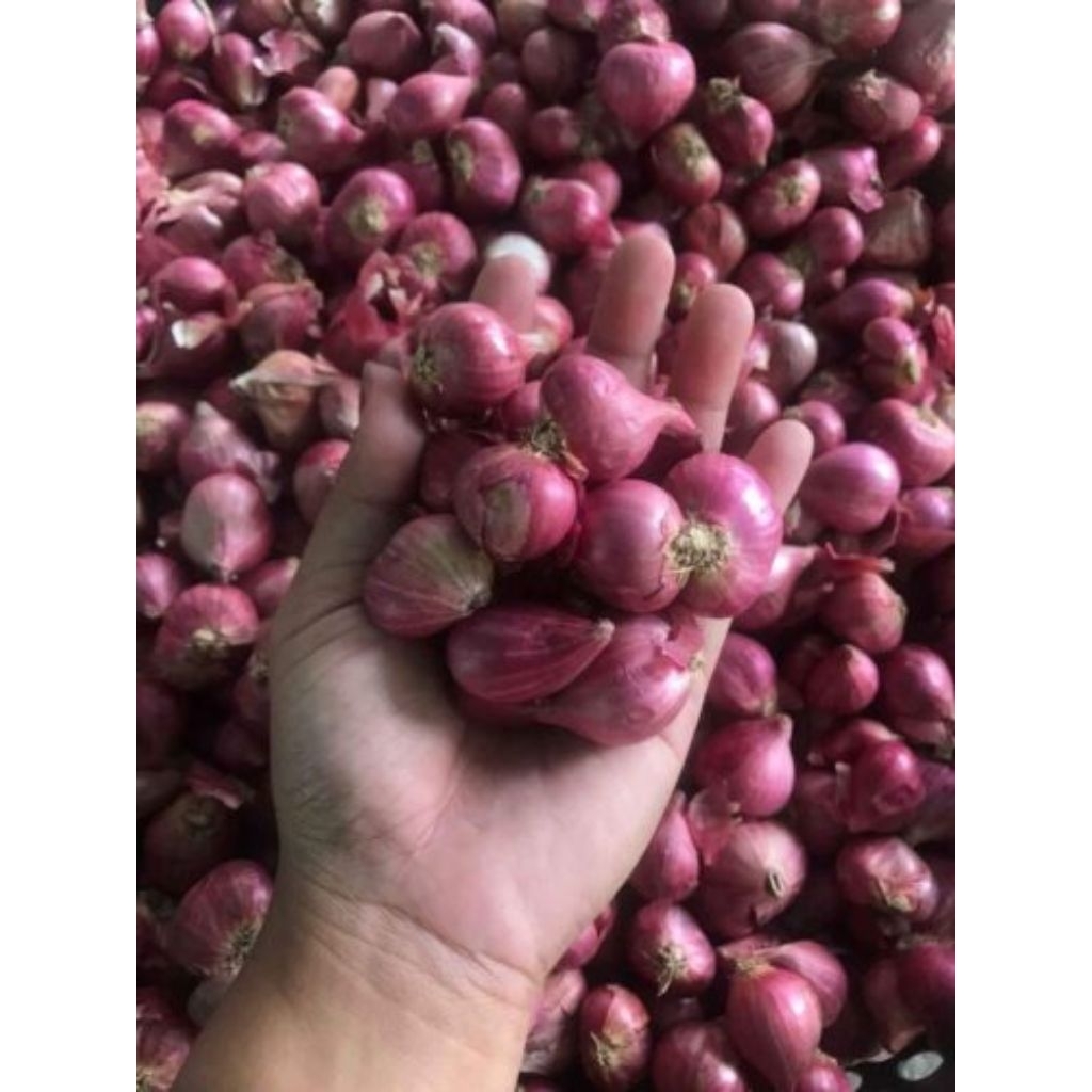 

brambang merah 1 kg di jamin bagus dari petani langsung