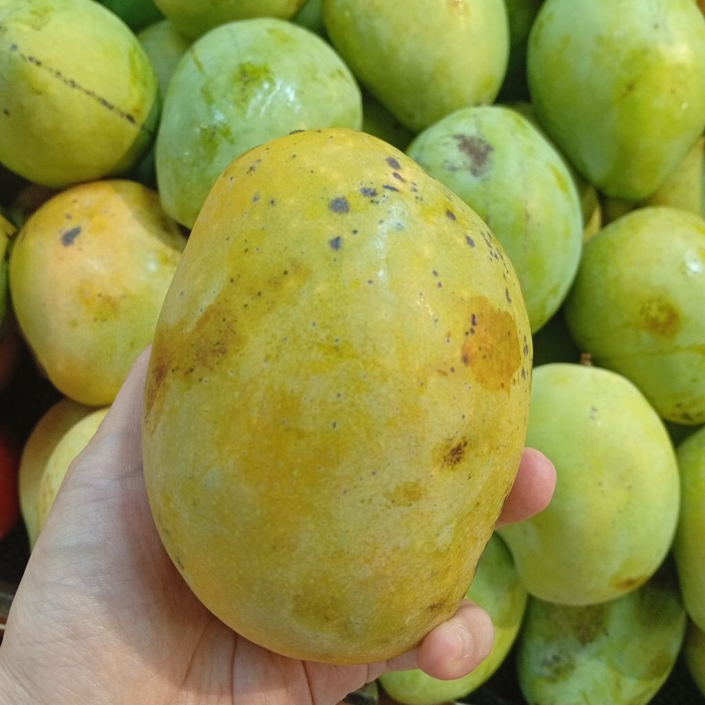 

Buah Mangga Indramayu 500gr