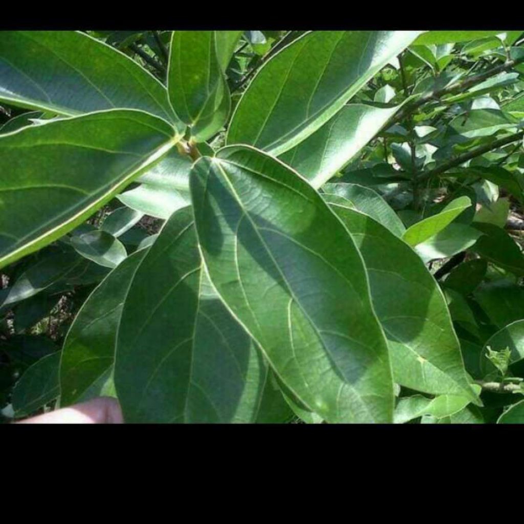 

Daun cincau hijau
