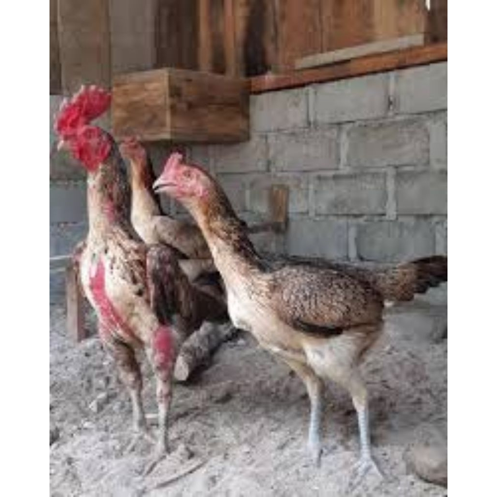 

Telur Tetas Ayam Mangon Petarung Fertil siap untuk ditetaskan ditetaskan