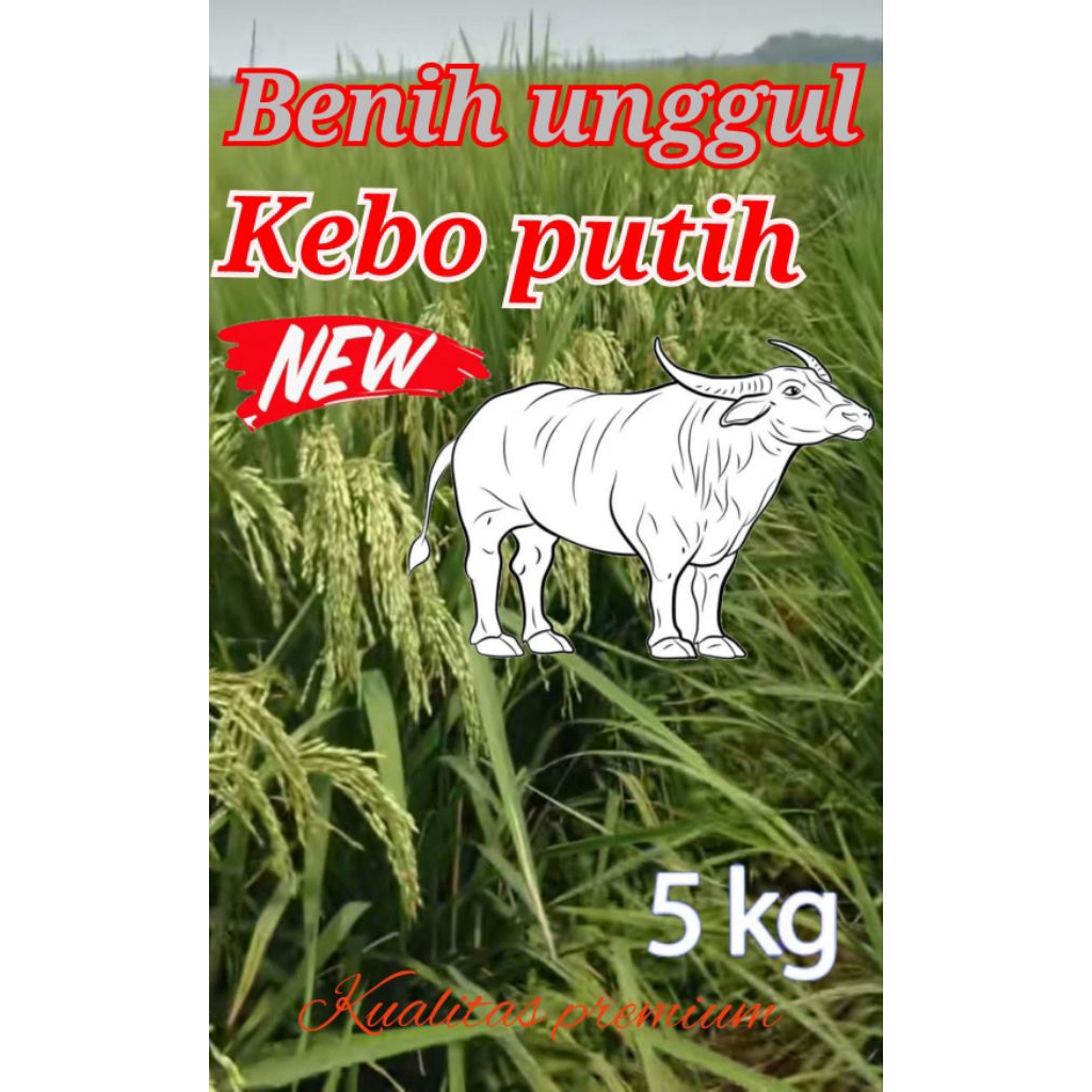 Benih padi unggul Premium kebo putih 5kg