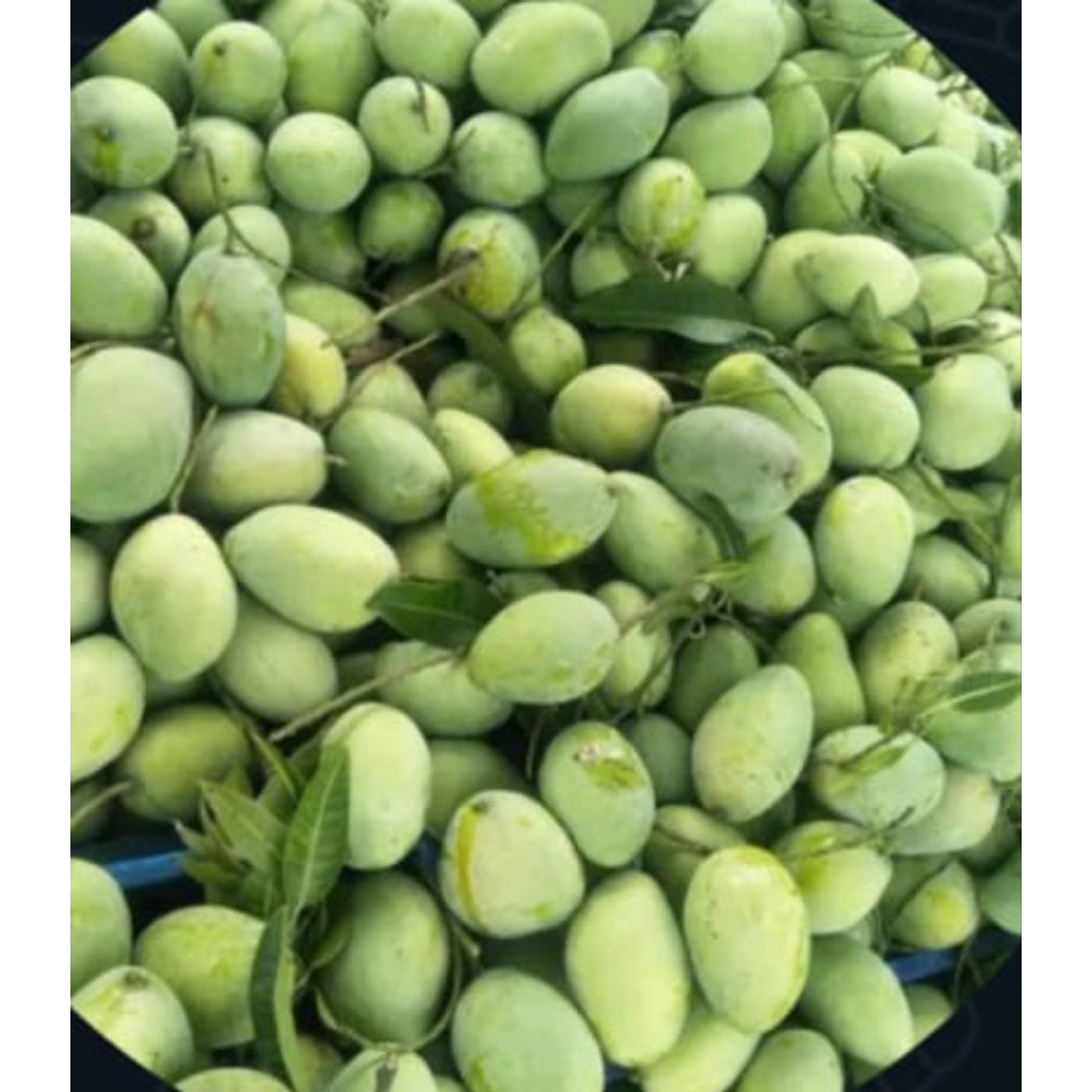 

Mangga muda rujak1kg, mangga asam ukuran sedang 1kg isi 4-8 butir cocok buat rujakan