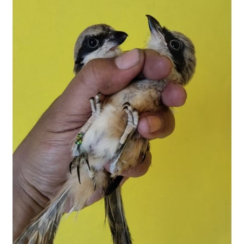 CENDET/PENTET MADURA MANDIRI VOER TOTAL RING CMS SAPUDI JANTAN