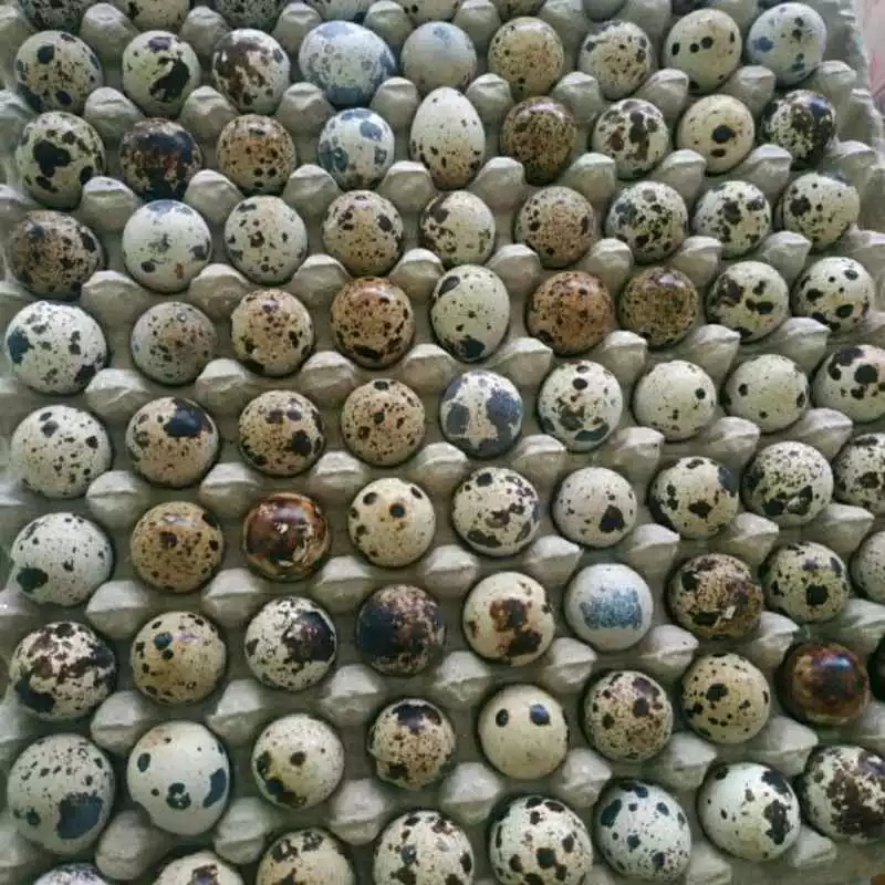 

Telor puyuh 20 butir murah bandung