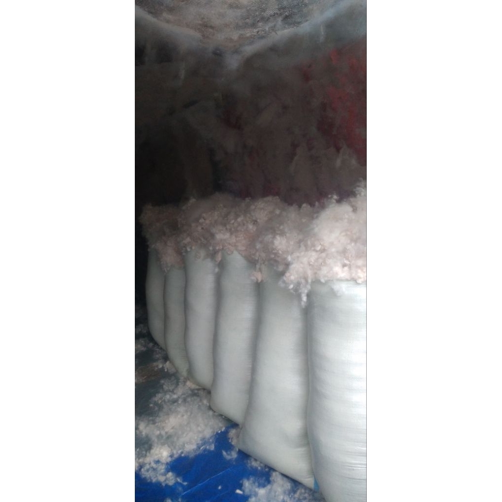 kapuk Randu Asli, Kapuk Asli Tanpa Biji, Kapuk Randu Asli Tanpa Biji, Kapuk Asli Pengrajin, kapuk gr