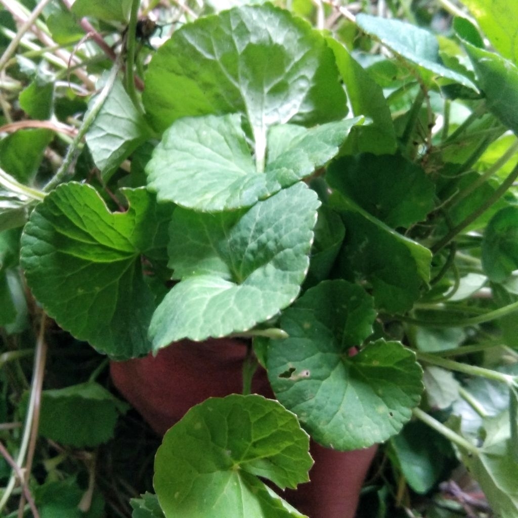 

Daun Pegagan/Antanan Segar 500 gram