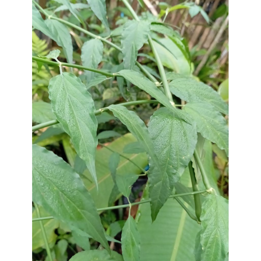 

DAUN BELALAAI GAJAH/KALINGSIR. 500gram