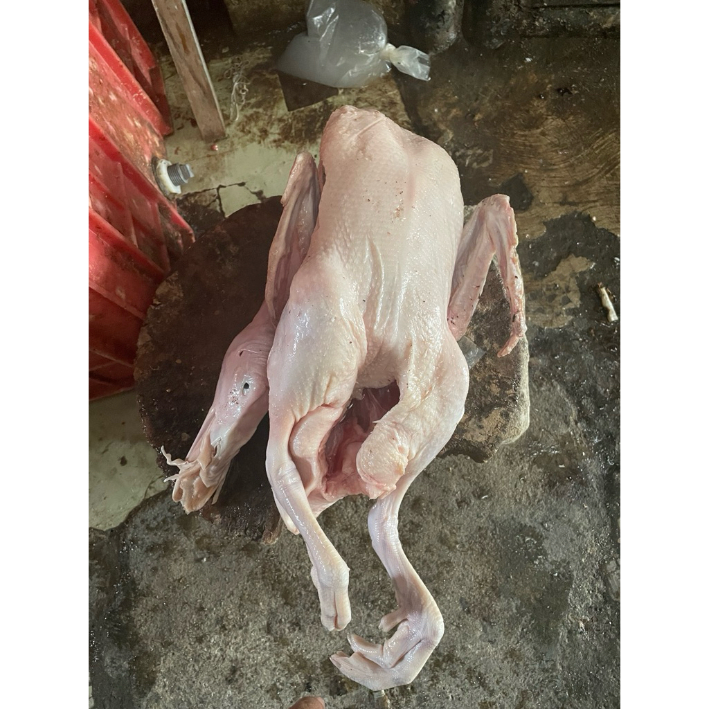 

BEBEK HIBRIDA FRESS