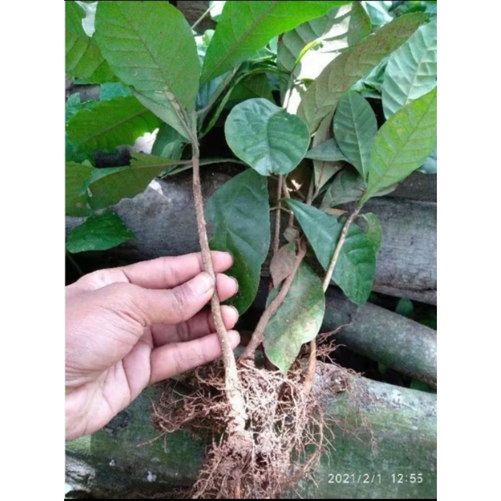 Bibit kopi robusta cabutan/bibit/benih pohon kopi unggul