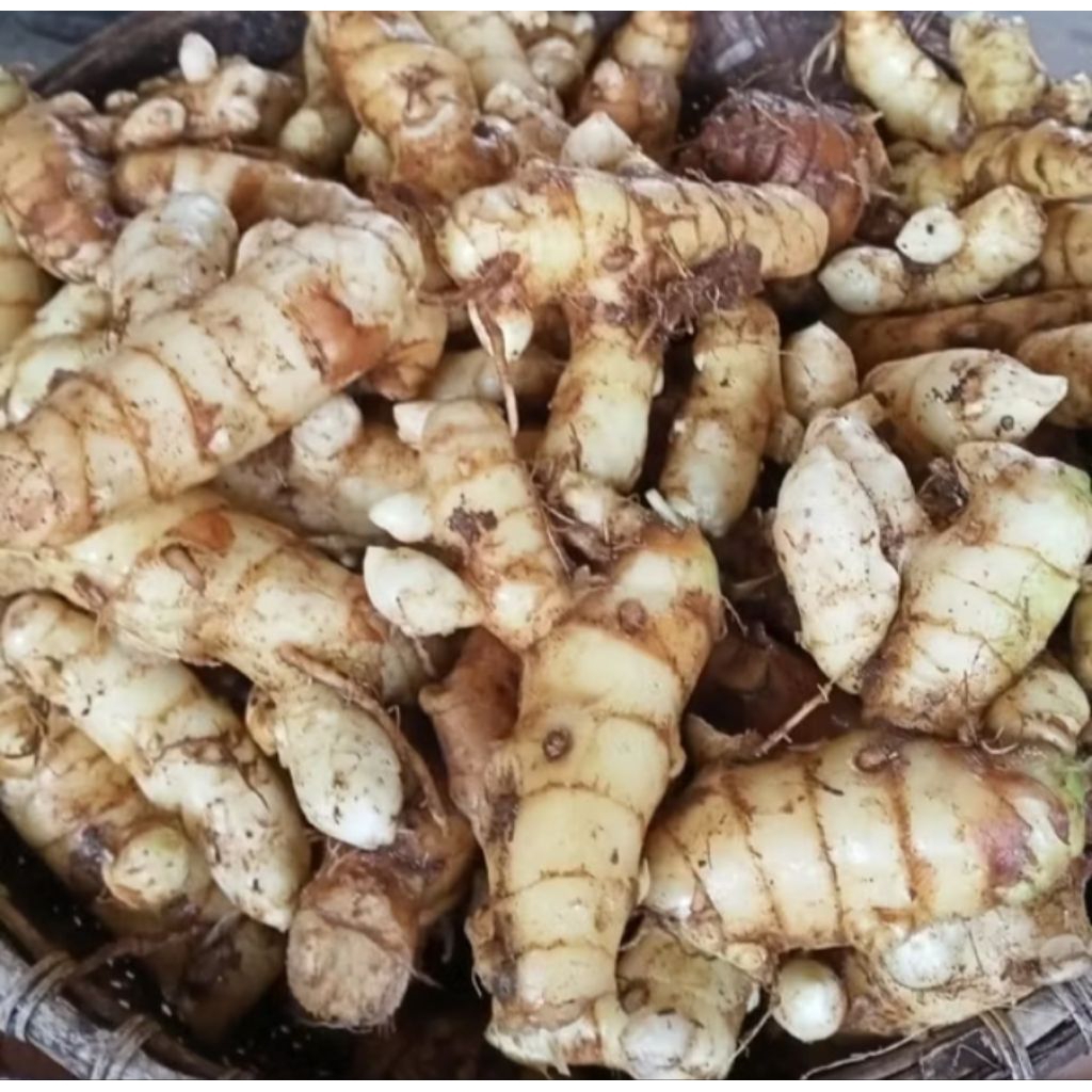 

kunyit putih segar 1kg langsung di ambil dari kebun asli organik Herbal Curcuma Zedoaria ( sudah di cuci bersih)