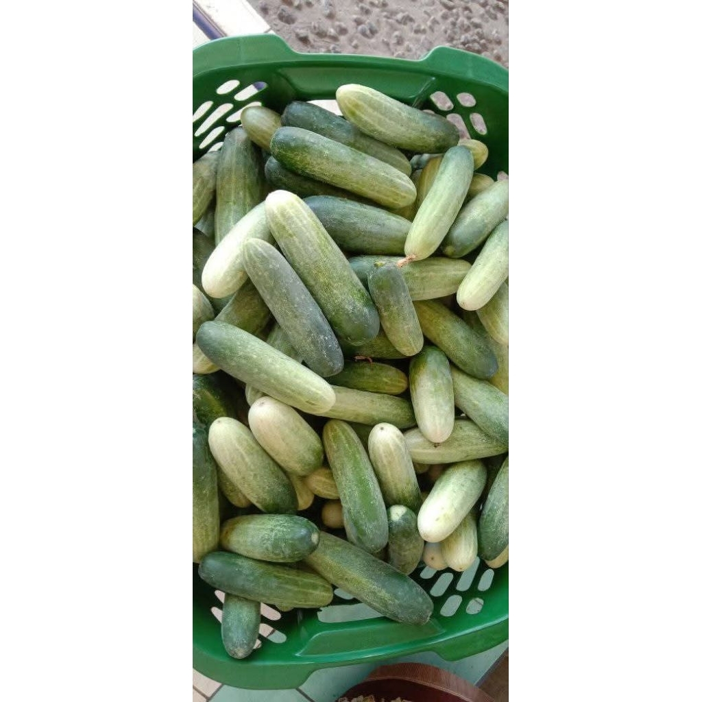 

Timun Asli Dari Petani