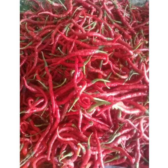 

CABE MERAH UKURAN 100 gr.