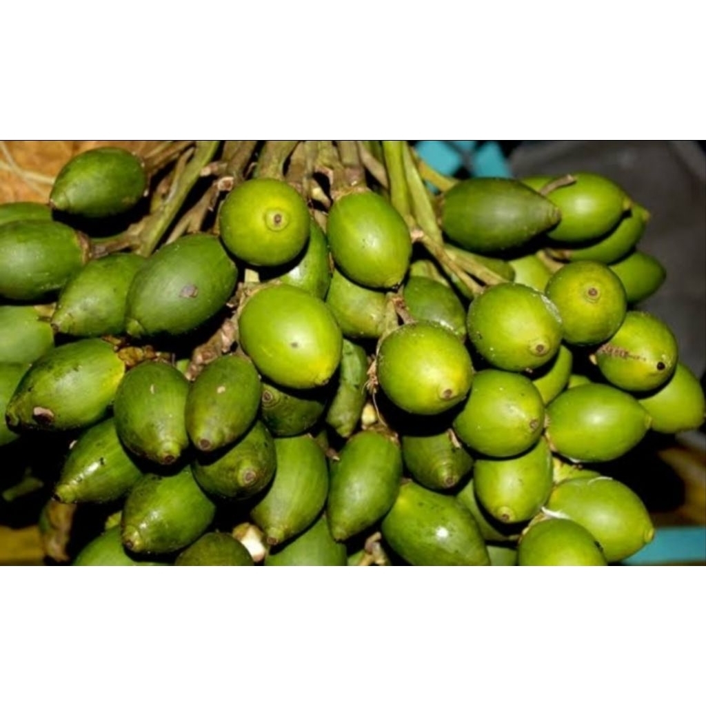 

buah pinang per biji