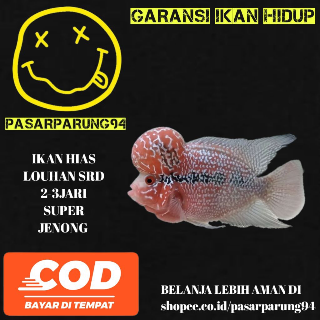 kebutuhan aquarium louhan SRD 2-3JARI