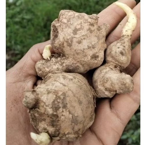 

LELES/PATAHAN/BENIH BIBIT JAHE GAJAH 1KG FULL TUA