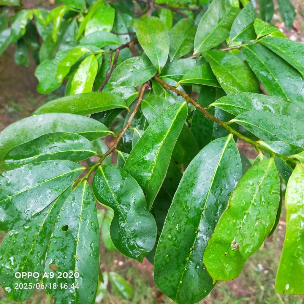 

Daun sirsak