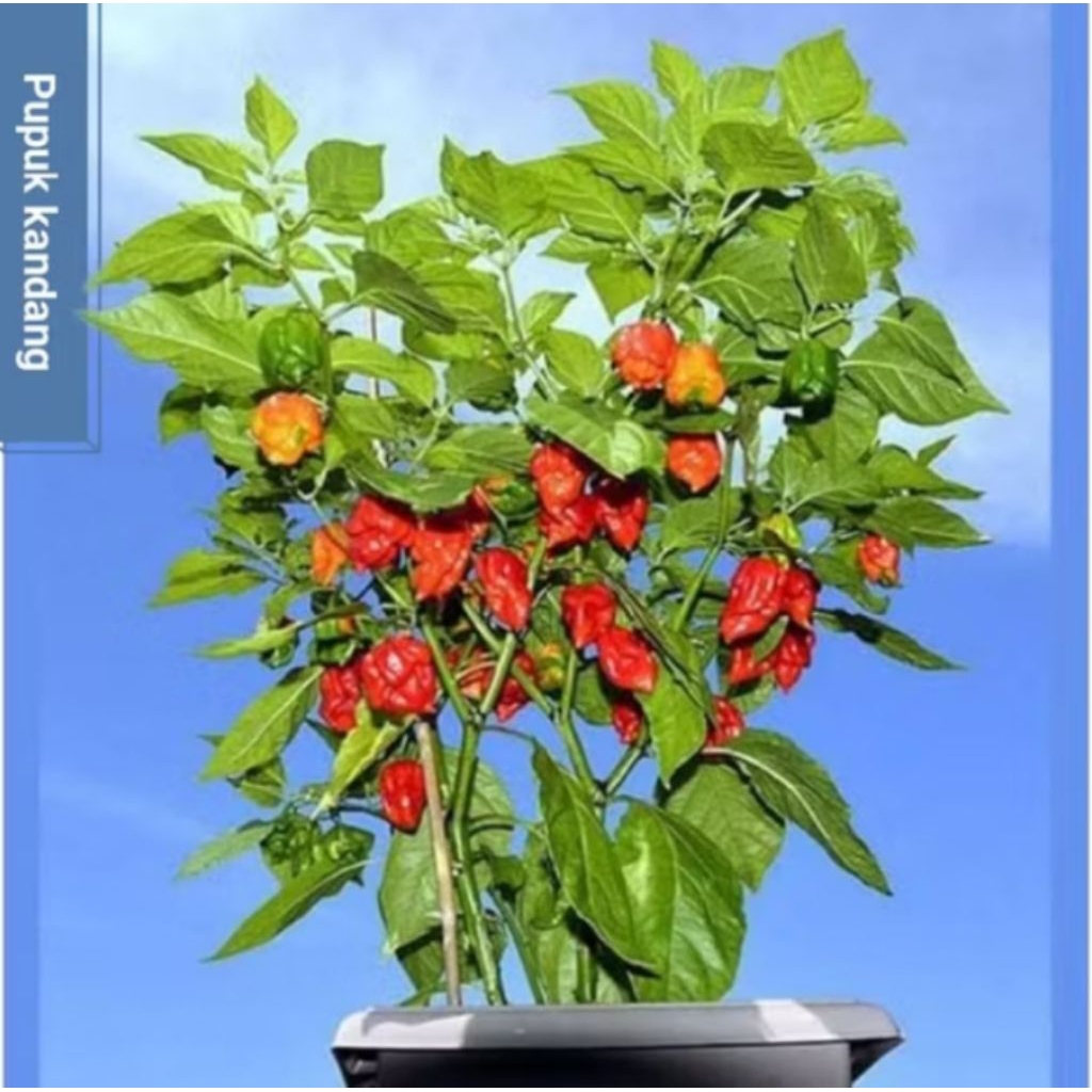 POHON CABE CAROLINA REAPER SUDAH DEWASA / TANAMAN CABAI CAROLINA REAPER