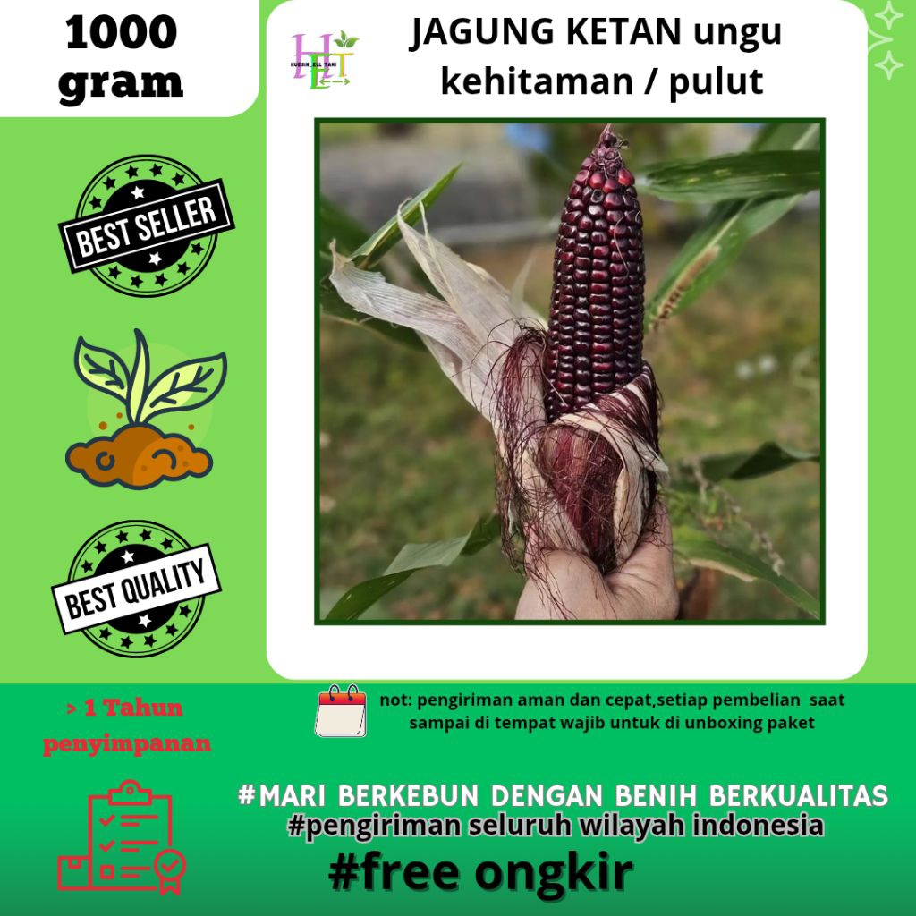 500 biji benih jagung ketan ungu kehitaman / jagung pulut