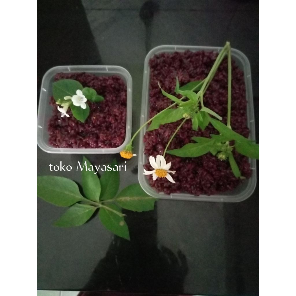 

paket murah tape ketan hitam 500gr dan250gr manis