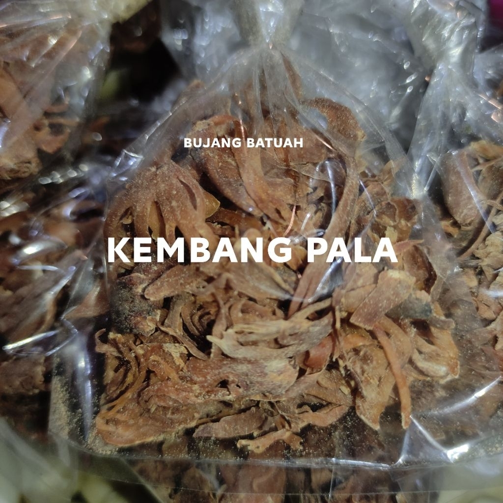 

KEMBANG PALA/BUNGA PALA SUPER 5RIBUAN GAMBAR ASLI