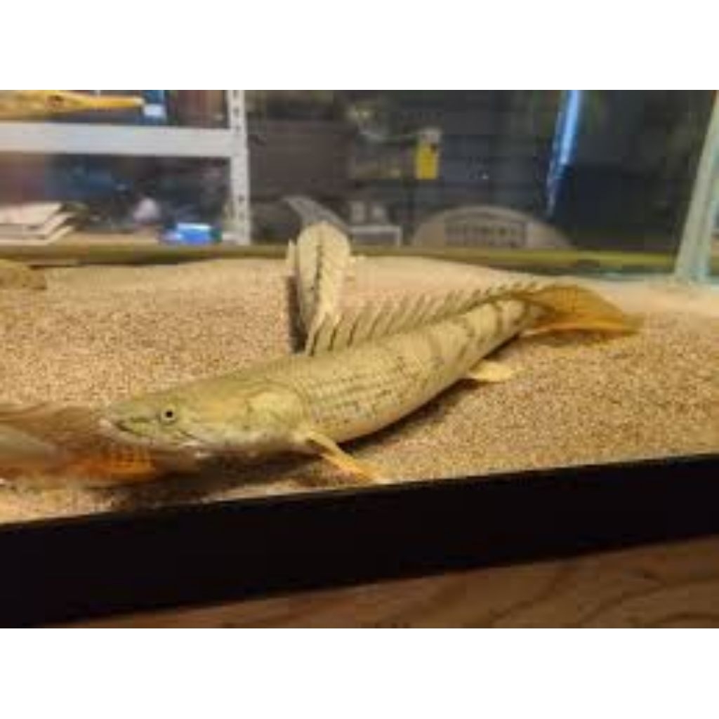 palmas congicus congi pasti pure 100% uk 32-34