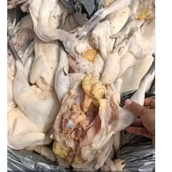 

Ayam Kampung jumbo berat 1.2kg - 1.3kg bersih