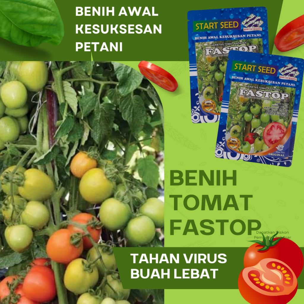 Benih unggulan tomat fastop/TOMAT SERVO, ORIGINAL100%. anti layu, virus, buah besar, buah lebat, bny
