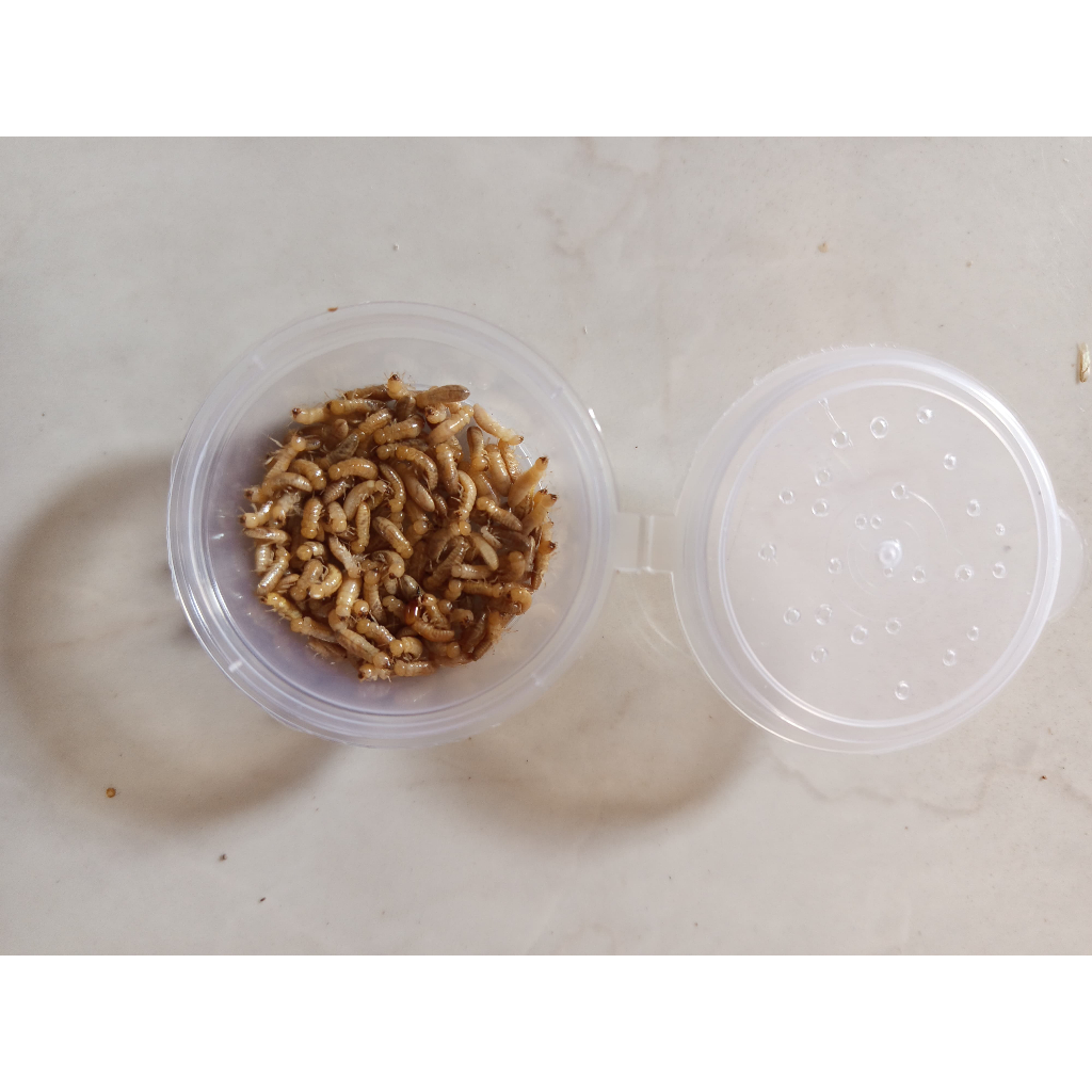 PUA/POA/WARANGAS/RENGAS UMPAN