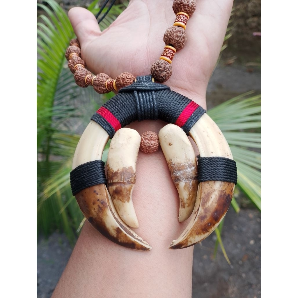 sepasang taring variasi taring hm