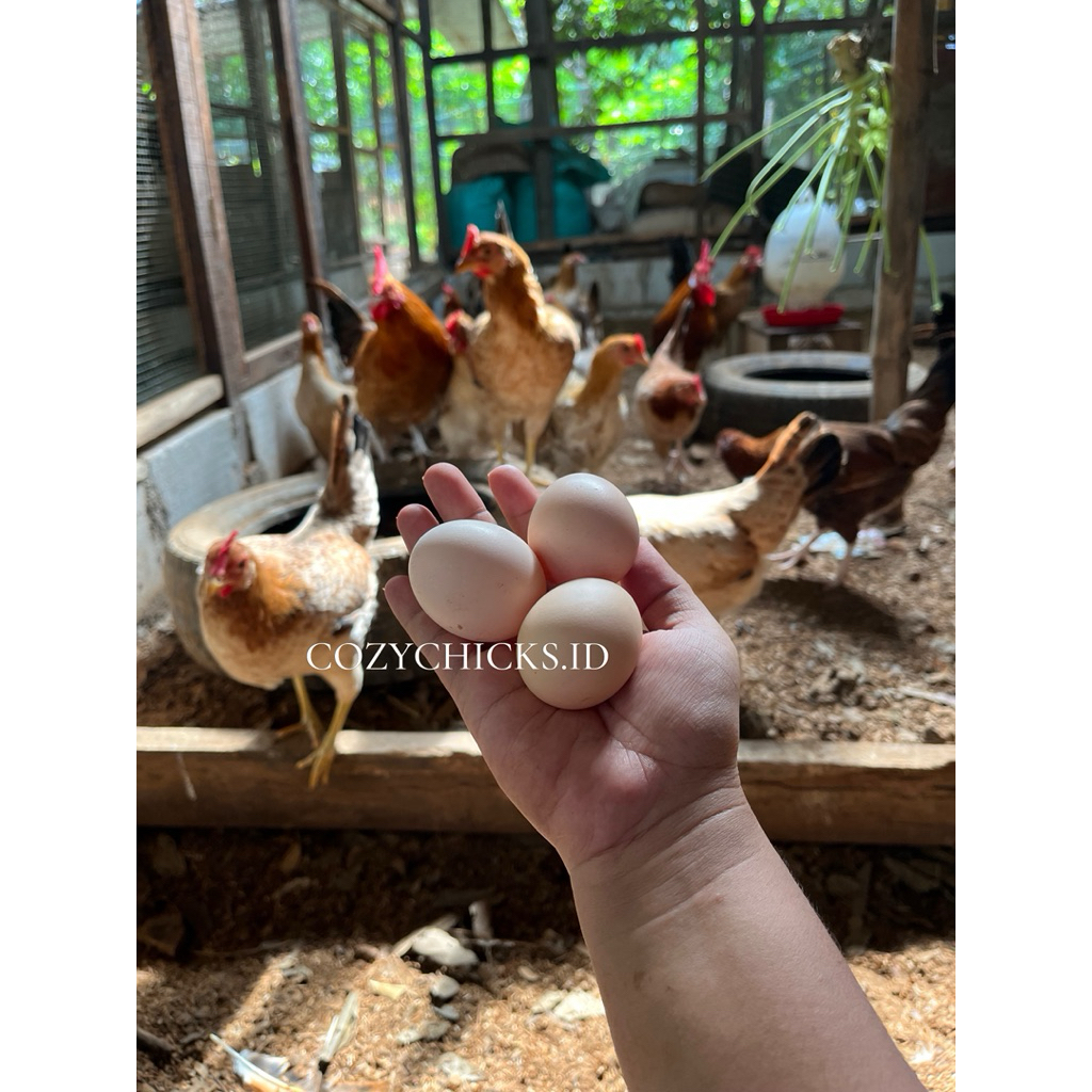 

Telur tetas fertil Elba si petelur handal