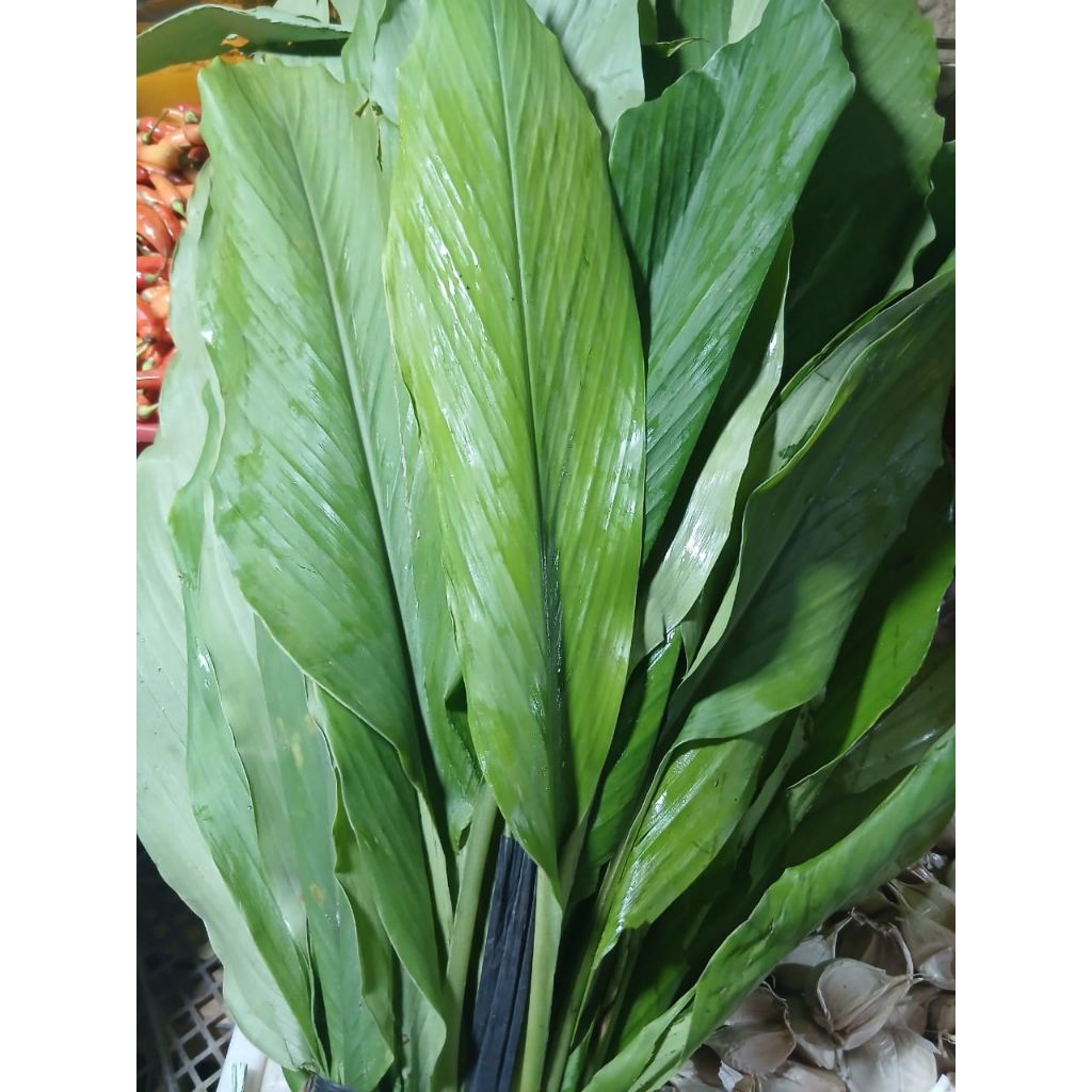 

Daun Kunyit Fres/Ikat